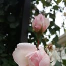 더가드너 이미지