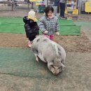닭잡아도돼지 | 충남 논산 덕바위마을 : 돼지, 닭도 보고 무료 눈썰매장까지!