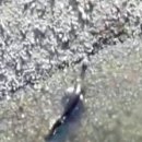 잡아잡아 이미지