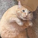 황금고양이 이미지