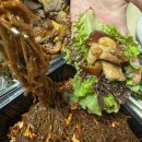 부평시장역 | 부평시장 맛집 장모족발 부평시장역 본점 포장후기