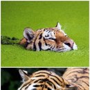 나우수영 이미지