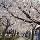 경주벚꽃마라톤 숙소 추천 노벨라펜션 내돈내산 후기