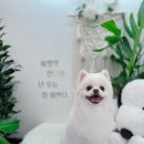 마벨펫 천안점 이미지