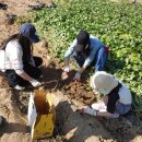 천고농장 이미지