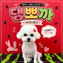 경산 중산비소-23 | [경산애견미용] 우리 쿠키 미모 갱신✨ “댕뽀까”에서 예쁘게 변신한 미용 후기