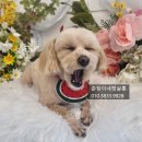 하나펫살롱 이미지