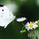 나비 - 대덕구 오정로 125 | 나비