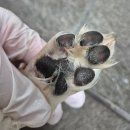 어스펫(US-pet) | 매일산책하는 피부엔 펫앤어스 펫샴푸! 댕기머리샴푸앤린스로 순하게 관리하는 강아지고양이샴푸