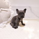 버디독 강아지분양 안심분양센터 서울 영등포점 이미지