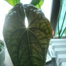 럭셔리물 | 럭셔리안스 안스리움 초보 식집사도 키우기 쉬운 너란 럭셔리안스 안스리움 키우기 물주기 햇빛후기