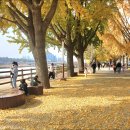 곡교천 은행나무길 이미지