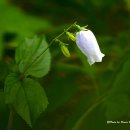 금강초롱 이미지