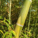 대나무 이미지