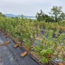 석창농장 이미지