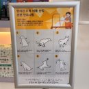 올데이 멍데이 | 대전 애견미용 : 올데이멍데이