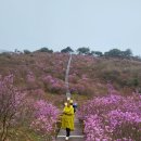진달래화원 | 대구 비슬산 참꽃 산행 후기 🌸 천상의 화원 제대로 보고 왔어요