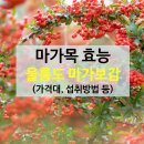 마가보감 가격 (마가목 효능, 울릉도 마가목, 마가보감, 열매, 마가보감 효능)