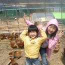 유겸농장 Daum카페