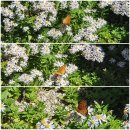 지리산마천흑돼지촌 음식특화거리 | 함양 지리산마천흑돼지촌_음식 특화거리/하누골 정육식당,서암정사,지리산 지안재