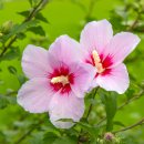 무궁화(無窮花, Hibiscus syriacus) 이미지