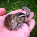 아기다람쥐 이미지