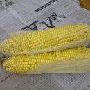 노란옥수수 이미지