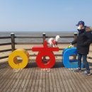 벤지애견 이미지