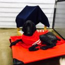 예뻐질개 이미지