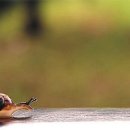 달팽이의 열정(온천장 스터디 회원들의 열정이길...) 이미지