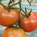 김동호 농장 이미지