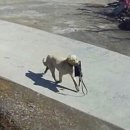 경산가방