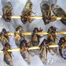 매미 이미지