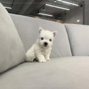 빼로독 강아지분양 의정부본점 이미지