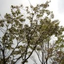 가좌공원 이미지