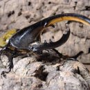 해라클래스 이미지