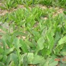 하얀농장 이미지