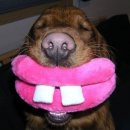 수원-0163 이미지