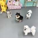 멍라운지24 데이케어 애견미용호텔 애견카페 인천점 이미지