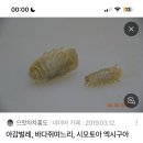 너네 말린새우 말린멸치 같은 거 먹기 전에 주의하셈 벌레 나옴 이미지