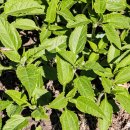 돼지감자(뚱딴지) 이미지