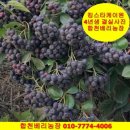 킹스타매점
