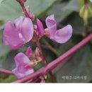 박현주 [발레리나] 디카시집 출간 이미지