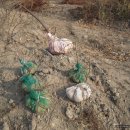 수양2 농장 이미지