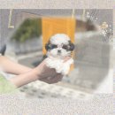 푸숑푸숑 | 시흥 애견분양 푸숑입양 성공? 1달 발품 뛴 후기!