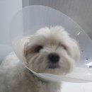 유동물의료센터 이미지