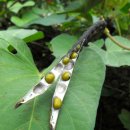 녹두한의원 이미지