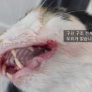 동물병원 All Pets 이미지