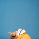 루원 센트럴 동물의료센터 이미지