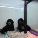 아리랑밸리켄넬 이미지